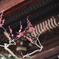 道明寺天満宮・梅