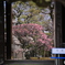 道明寺天満宮・梅