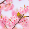 春来たる