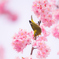 春めく