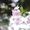 桜色