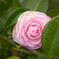 一輪の花