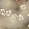 白梅２