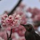 春のおとずれ in 中川の河津桜