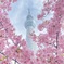 さくらのがくぶち　in 東京スカイツリー