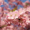 河津桜　2025-1