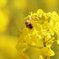 菜の花　今年もハチが密集め