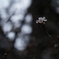 蕾