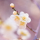 春です
