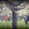 雨の梅林。