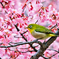 桜の香り