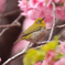 河津桜は、そろそろ終わり
