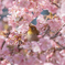 桜とメジロ