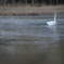 Drifted