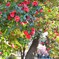 春の花②椿咲く春景