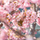 桜とメジロ