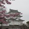 天守と桜