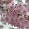 城址公園の河津桜