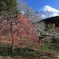 里山の春