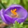 クロッカスの花咲く頃