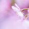 桜色の微笑　Ⅰ