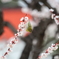 春を告げる