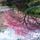 河津桜