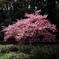 河津桜