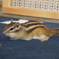 DSC01479_1