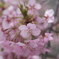 東大山の河津桜