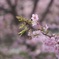 東大山の河津桜