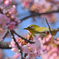 桜に囲まれて