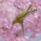 いつもの公園「華渡り」
