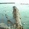 春の舞小浜４