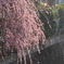 P1370515　しだれ梅