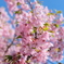 浜松市の桜
