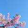 もうすぐ春ですね