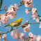 桜とメジロ