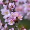 寒桜咲く