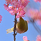 桜と目白