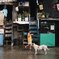 Child and dog