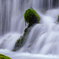 Green moss