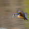 野鳥写しは怖い病