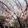 「雪割桜」 (film)