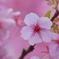 菅原神社の河津桜
