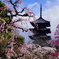 東寺の梅林と五重塔