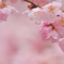 雨の春めき桜