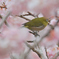 桜に囲まれて