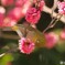春メジロ251