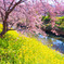 鷲宮・河津桜